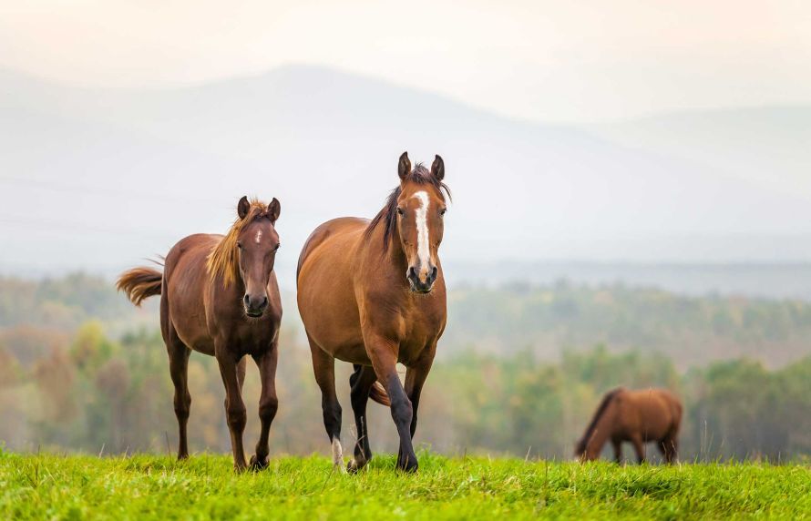 Des chevaux dasn un pré